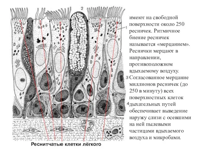 Реснитчатые клетки лёгкого имеют на свободной поверхности около 250 ресничек. Ритмичное