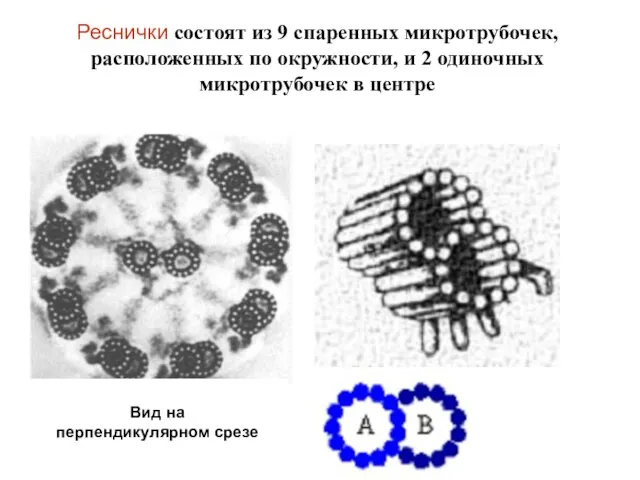 Реснички состоят из 9 спаренных микротрубочек, расположенных по окружности, и 2 одиночных микротрубочек в центре