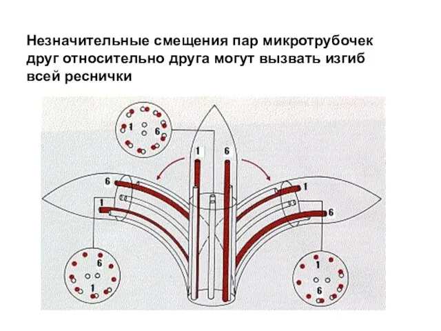 Незначительные смещения пар микротрубочек друг относительно друга могут вызвать изгиб всей реснички