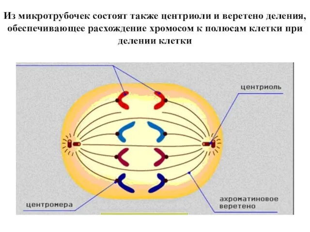 Из микротрубочек состоят также центриоли и веретено деления, обеспечивающее расхождение хромосом