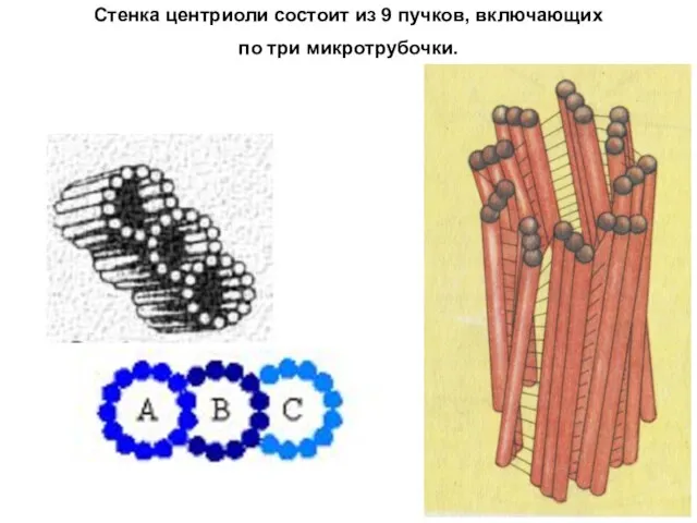 Стенка центриоли состоит из 9 пучков, включающих по три микротрубочки.