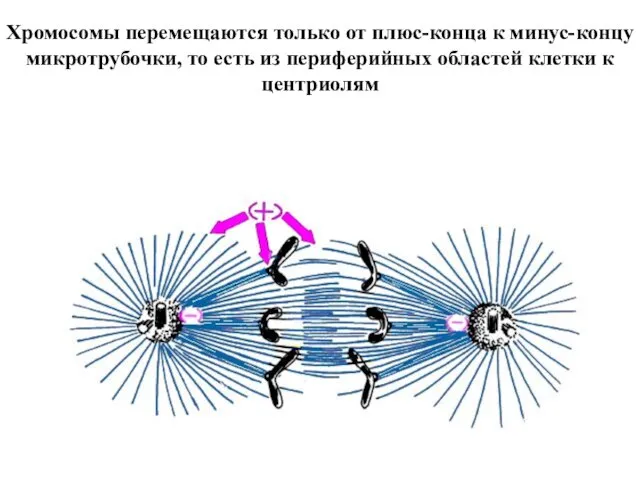 Хромосомы перемещаются только от плюс-конца к минус-концу микротрубочки, то есть из периферийных областей клетки к центриолям