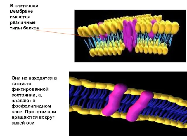 В клеточной мембране имеются различные типы белков