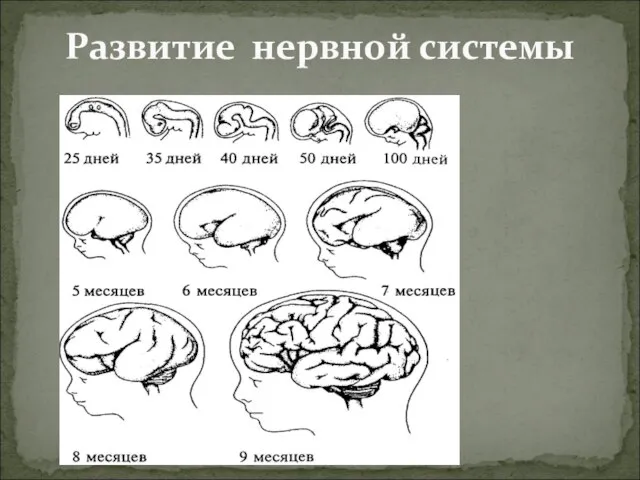 Развитие нервной системы