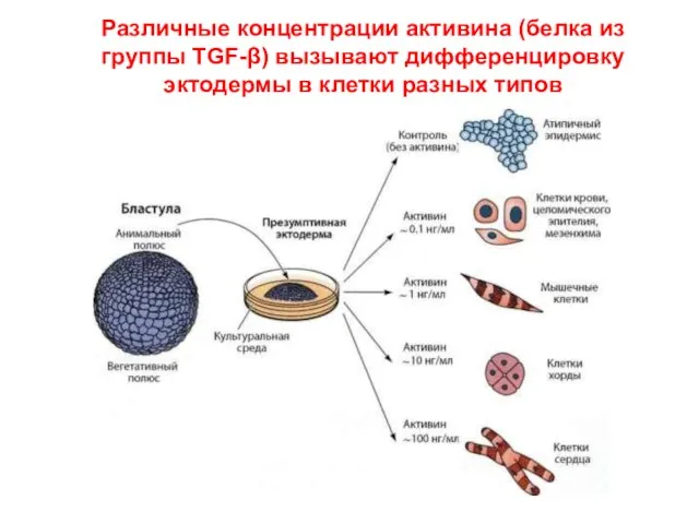 Различные концентрации активина (белка из группы TGF-β) вызывают дифференцировку эктодермы в клетки разных типов