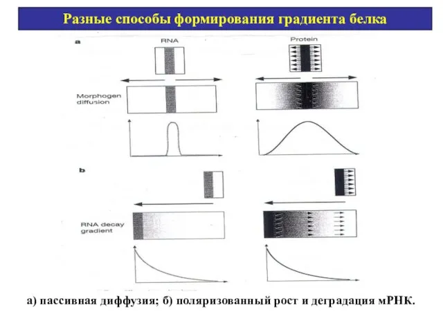 Разные способы формирования градиента белка а) пассивная диффузия; б) поляризованный рост и деградация мРНК.