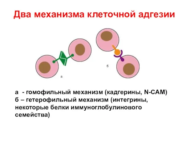 Два механизма клеточной адгезии а - гомофильный механизм (кадгерины, N-CAM) б