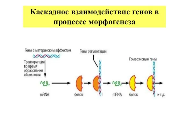 Каскадное взаимодействие генов в процессе морфогенеза