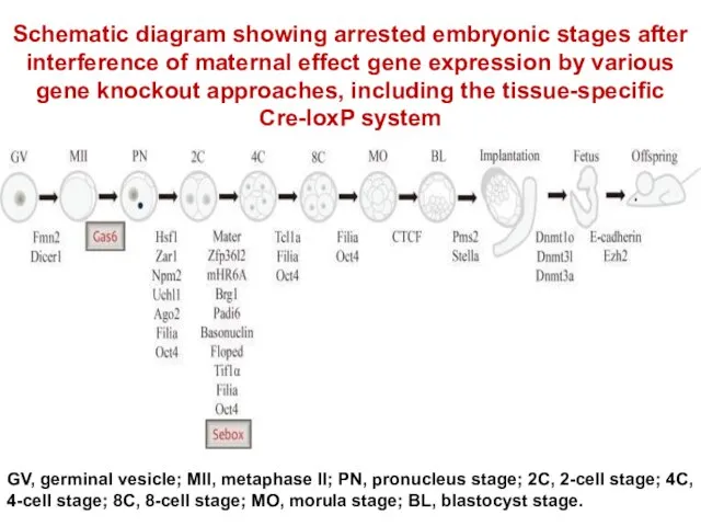 Schematic diagram showing arrested embryonic stages after interference of maternal effect