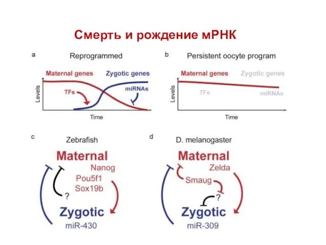 Смерть и рождение мРНК