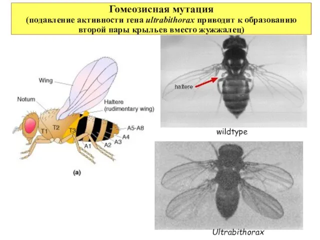 Гомеозисная мутация (подавление активности гена ultrabithorax приводит к образованию второй пары крыльев вместо жужжалец) wildtype Ultrabithorax
