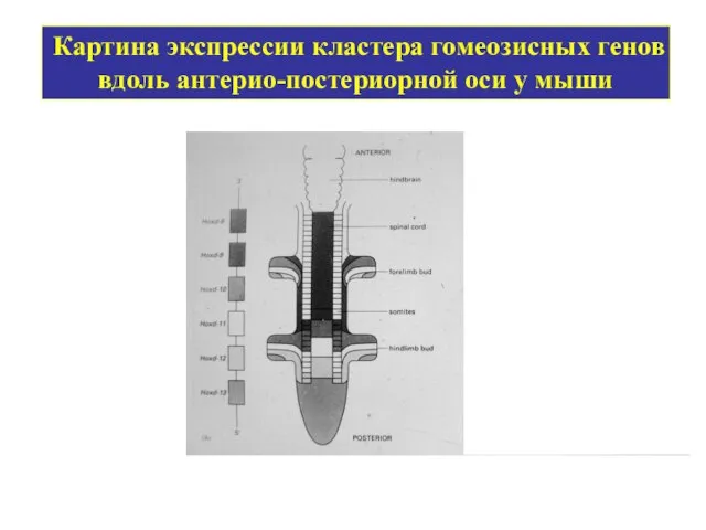 Картина экспрессии кластера гомеозисных генов вдоль антерио-постериорной оси у мыши