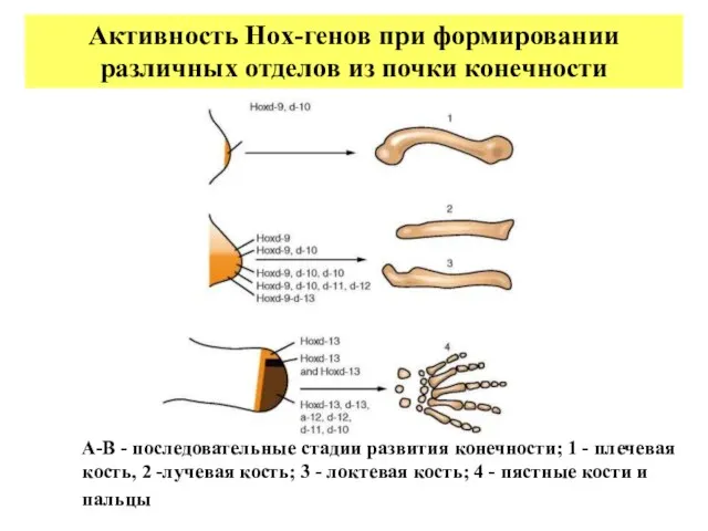 А-В - последовательные стадии развития конечности; 1 - плечевая кость, 2