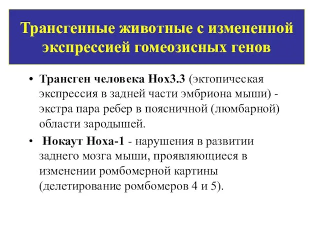 Трансгенные животные с измененной экспрессией гомеозисных генов Трансген человека Hox3.3 (эктопическая