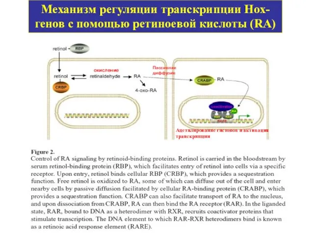 Механизм регуляции транскрипции Нох-генов с помощью ретиноевой кислоты (RA) Ацетилирование гистонов