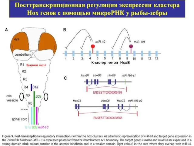 Посттранскрипционная регуляция экспрессии кластера Hox генов с помощью микроРНК у рыбы-зебры Задний мозг Кластер генов HoxB