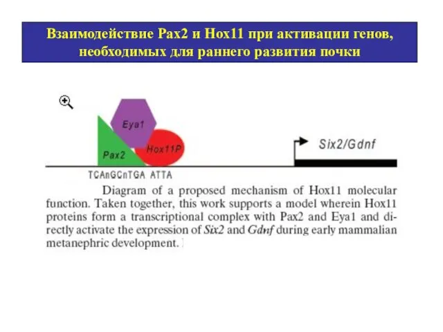 Взаимодействие Рах2 и Нох11 при активации генов, необходимых для раннего развития почки