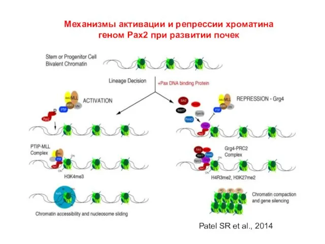 Механизмы активации и репрессии хроматина геном Pax2 при развитии почек Patel SR et al., 2014