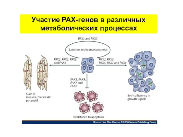 Участие РАХ-генов в различных метаболических процессах