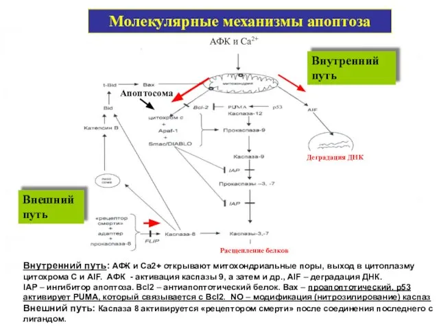 Внутренний путь: АФК и Са2+ открывают митохондриальные поры, выход в цитоплазму