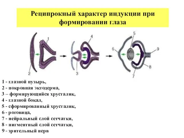 1 - глазной пузырь, 2 - покровная эктодерма, 3 – формирующийся