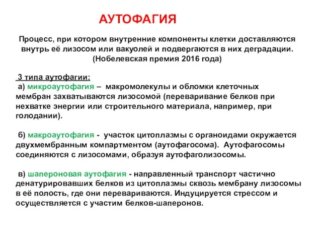 3 типа аутофагии: а) микроаутофагия – макромолекулы и обломки клеточных мембран