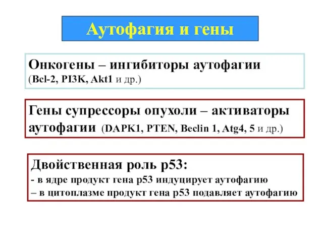 Аутофагия и гены Онкогены – ингибиторы аутофагии (Bcl-2, PI3K, Akt1 и