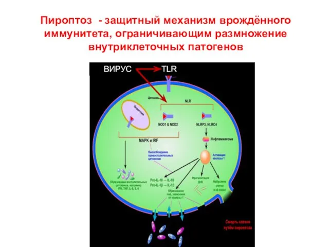 Пироптоз - защитный механизм врождённого иммунитета, ограничивающим размножение внутриклеточных патогенов ВИРУС TLR