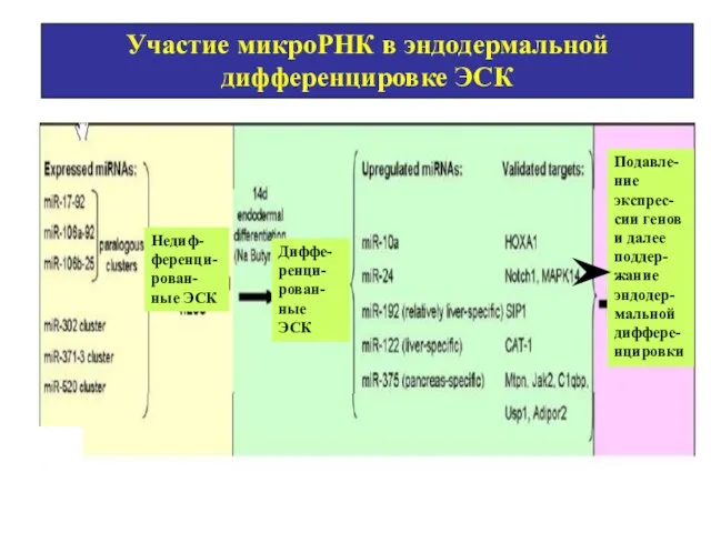 Участие микроРНК в эндодермальной дифференцировке ЭСК Подавле-ние экспрес-сии генов и далее