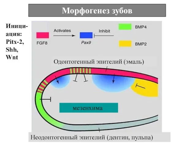 Морфогенез зубов Иници-ация: Pitx-2, Shh, Wnt мезенхима Одонтогенный эпителий (эмаль) Неодонтогенный эпителий (дентин, пульпа)
