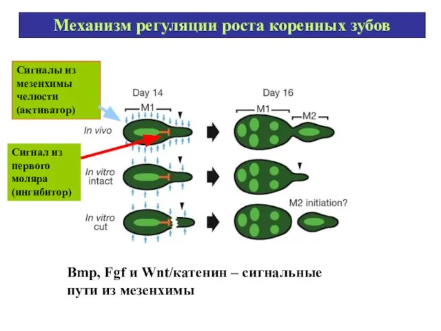 Механизм регуляции роста коренных зубов Сигналы из мезенхимы челюсти (активатор) Сигнал