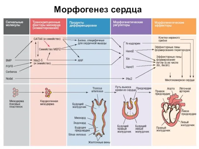 Морфогенез сердца