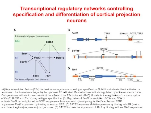 Transcriptional regulatory networks controlling specification and differentiation of cortical projection neurons