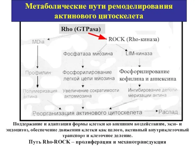 Метаболические пути ремоделирования актинового цитоскелета Rho (GTPasa) Поддержание и адаптация формы