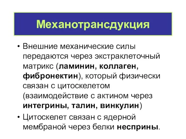 Механотрансдукция Внешние механические силы передаются через экстраклеточный матрикс (ламинин, коллаген, фибронектин),