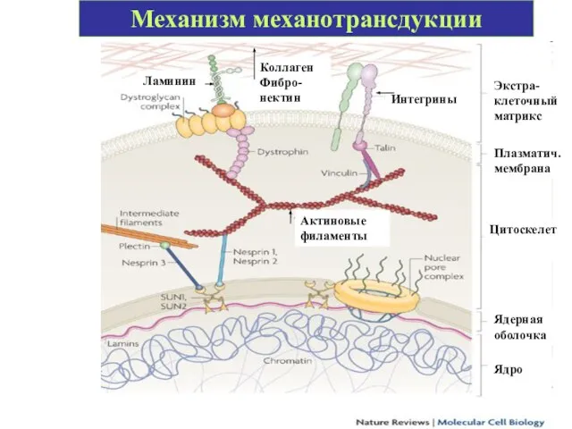 Механизм механотрансдукции Ламинин Коллаген Фибро-нектин Интегрины Экстра-клеточный матрикс Плазматич. мембрана Цитоскелет Актиновые филаменты Ядерная оболочка Ядро