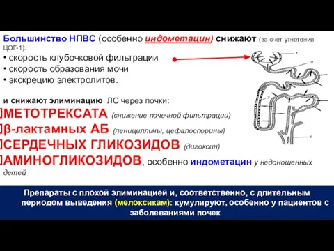 Большинство НПВС (особенно индометацин) снижают (за счет угнетения ЦОГ-1): • скорость