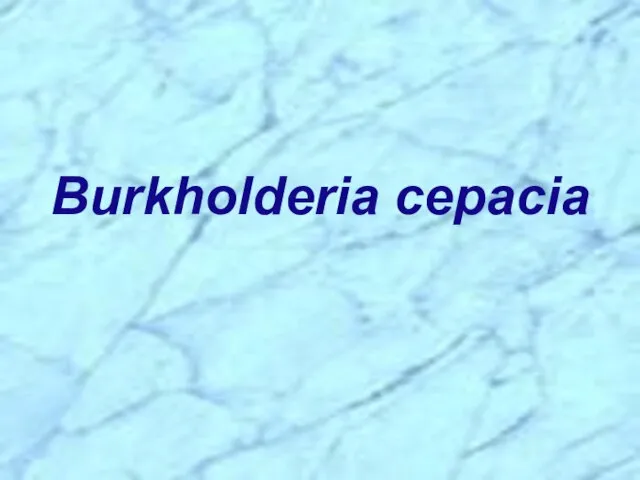 Burkholderia cepacia