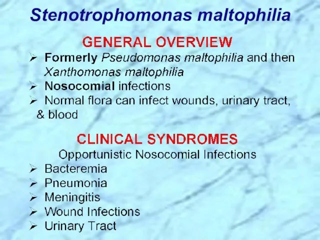 Stenotrophomonas maltophilia