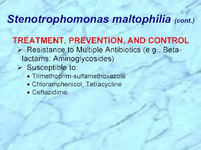 Stenotrophomonas maltophilia (cont.)