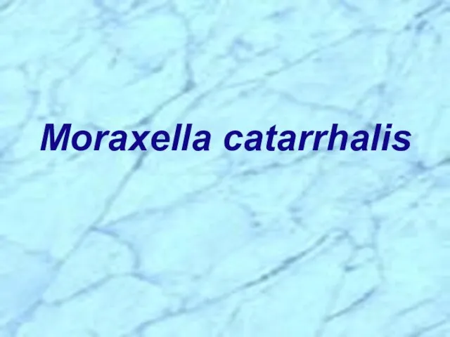 Moraxella catarrhalis