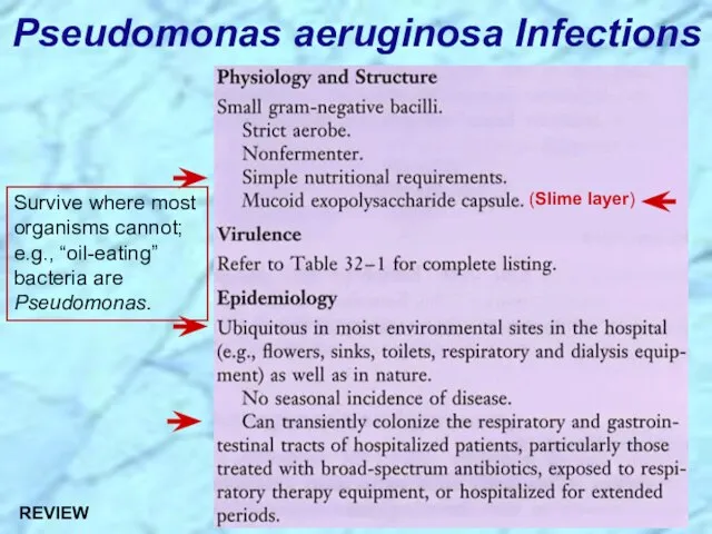 Pseudomonas aeruginosa Infections REVIEW