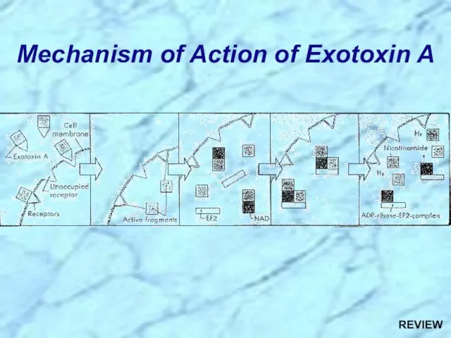 Mechanism of Action of Exotoxin A REVIEW