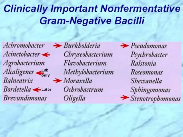 Clinically Important Nonfermentative Gram-Negative Bacilli Later Lab only