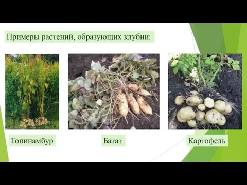 Примеры растений, образующих клубни: Батат Топинамбур Картофель