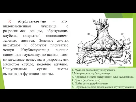 V. Клубнелуковица – это видоизмененная луковица с разросшимся донцем, образующим клубень,