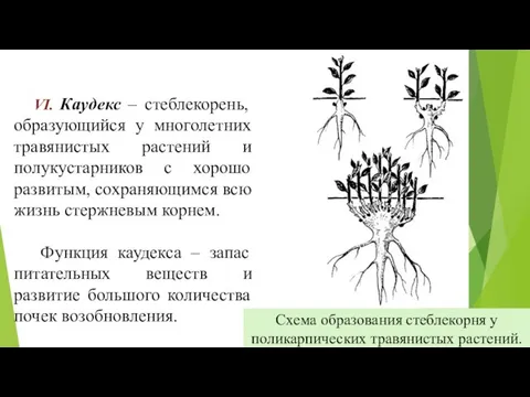 VI. Каудекс – стеблекорень, образующийся у многолетних травянистых растений и полукустарников