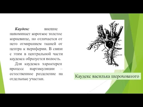 Каудекс внешне напоминает короткое толстое корневище, но отличается от него отмиранием