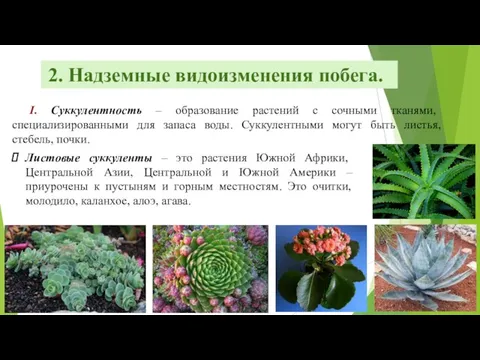 2. Надземные видоизменения побега. I. Суккулентность – образование растений с сочными