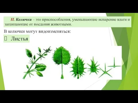 II. Колючки – это приспособления, уменьшающие испарение влаги и защищающие от